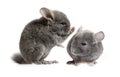 Communication of two chinchillas on a white background Royalty Free Stock Photo