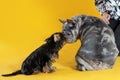 Communication of two dogs, French Bulldog of unusual grey merle spotted color and Yorkshire Terrier puppy under control of owner.