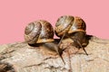 Communication of two snails Royalty Free Stock Photo