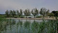 Communion of trees on the shores of a Croatian lake