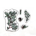 stickers. drawing with colored pencils cut out in parts. botany. juniper
