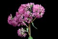 Communis purpura ogra Sedum Hylotelephium in nigro background. A wild flower.