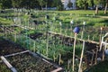 Community allotment garden with vegetables