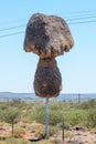 Community bird nest built on a telephone pole near Groblershoop Royalty Free Stock Photo