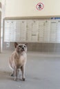 Stray cat under the void deck of a flat in Sing