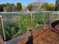 Community Garden in Cupertino California