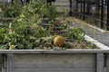 Community garden plots in downtown calgary for growing plants and food