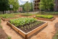 community garden with rows of freshly planted vegetable and herbs beds