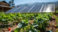 A community garden with a solarpowered irrigation system with the panels clearly visible in the background. .