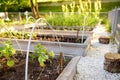 Community kitchen garden. Raised garden beds with plants in vegetable community garden Royalty Free Stock Photo