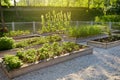 Community kitchen garden. Raised garden beds with plants in vegetable community garden