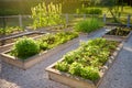 Community kitchen garden. Raised garden beds with plants in vegetable community garden Royalty Free Stock Photo