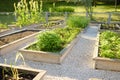 Community kitchen garden. Raised garden beds with plants in vegetable community garden. Lessons of gardening for kids