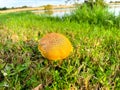 Community pond with bolete fungus, wrinkled Leccinum or Leccinum rugosiceps stem, yellowish cap, gills growing on low grass of