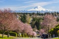 A community with purple leavers cherry plum in full bloom against the backdrop of Mt Rainier in Spring.