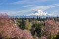 A community with purple leavers cherry plum in full bloom against the backdrop of Mt Rainier in Spring.