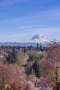 A community with purple leavers cherry plum in full bloom against the backdrop of Mt Rainier in Spring.