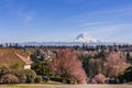 A community with purple leavers cherry plum in full bloom against the backdrop of Mt Rainier in Spring.