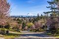 A community with purple leavers cherry plum in full bloom against the backdrop of Mt Rainier in Spring.