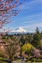 A community with purple leavers cherry plum in full bloom against the backdrop of Mt Rainier in Spring.