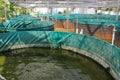 Community self help catfish farming