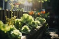 Community vegetable garden, Balcony urban gardening bio cultivation. Farmer holding fresh young plant. Planting vegetables and Royalty Free Stock Photo