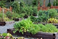 Community vegetable garden Royalty Free Stock Photo