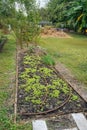 Vegetable garden  in Florida in winter Royalty Free Stock Photo