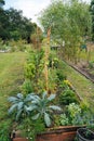 Vegetable garden  in Florida in winter Royalty Free Stock Photo