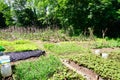 Community vegetable garden Royalty Free Stock Photo