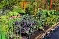 Community vegetable garden Royalty Free Stock Photo