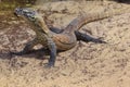 Comodo dragon cub