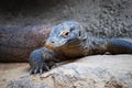 Comodo dragon