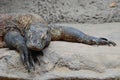 Comodo dragon Royalty Free Stock Photo