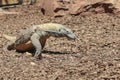 Comodo Dragon Royalty Free Stock Photo
