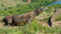 The Comodo dragon (Varanus komodoensis) Royalty Free Stock Photo