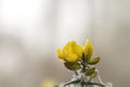 Comon gorse yellow flower with frosted dew drops