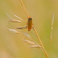 Comon red soldier beetle on a garss stalk Royalty Free Stock Photo