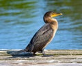 Comorant perched on a platform Royalty Free Stock Photo