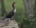 Comorant perched on a platform Royalty Free Stock Photo