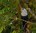 Comoren-blauwe duif, Comoro blue pigeon, Alectroenas sganzini