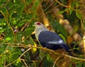 Comoren-blauwe duif, Comoro blue pigeon, Alectroenas sganzini