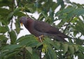 Comorenolijfduif, Comoro Olive-Pigeon, Columba pollenii Schlegel