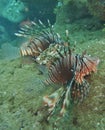 Comoros island coral reefs, lion fish pterois volitans