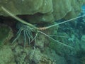 Comoros island coral reefs, lobster