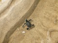 Hatchling Green sea turtles on the beach Royalty Free Stock Photo