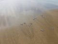 Hatchling Green sea turtles on the beach Royalty Free Stock Photo