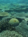 Comoros island coral reefs of moheli, nioumachoua