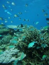 Comoros island coral reefs of moheli, nioumachoua