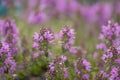 Comosus Thyme, Thymus comosus, spectacular inflorescence Royalty Free Stock Photo